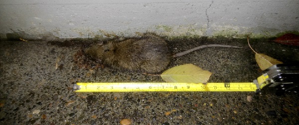 Dead Rat 2.jpg