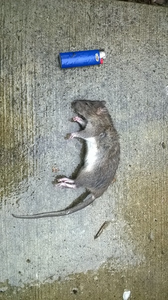 Dead Rat.jpg