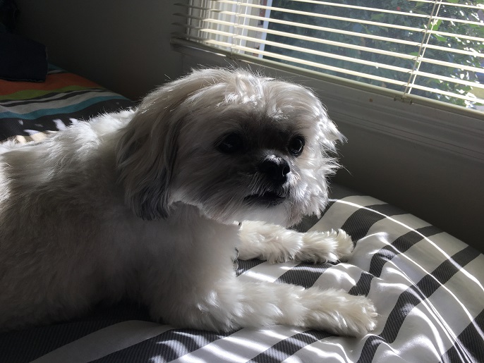 Dusty by window 03032018 013.jpg