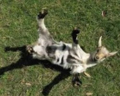 Faintinggoat.jpg