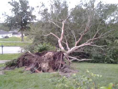 Fallen tree_1.jpg