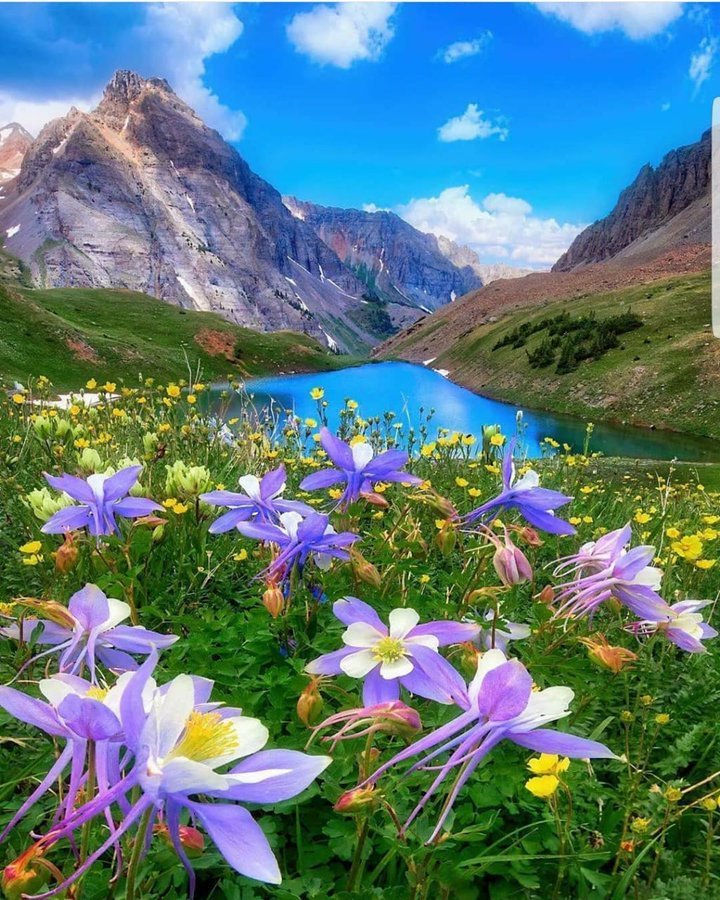 Flowers and Mountain.jpg