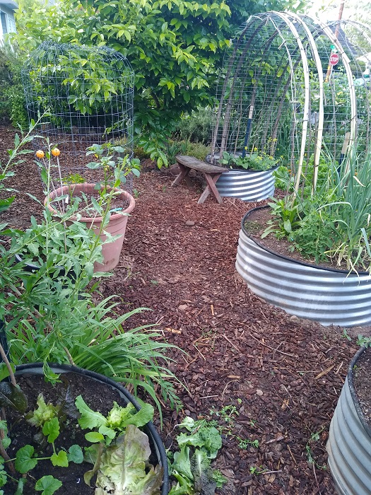 Front Garden.jpg