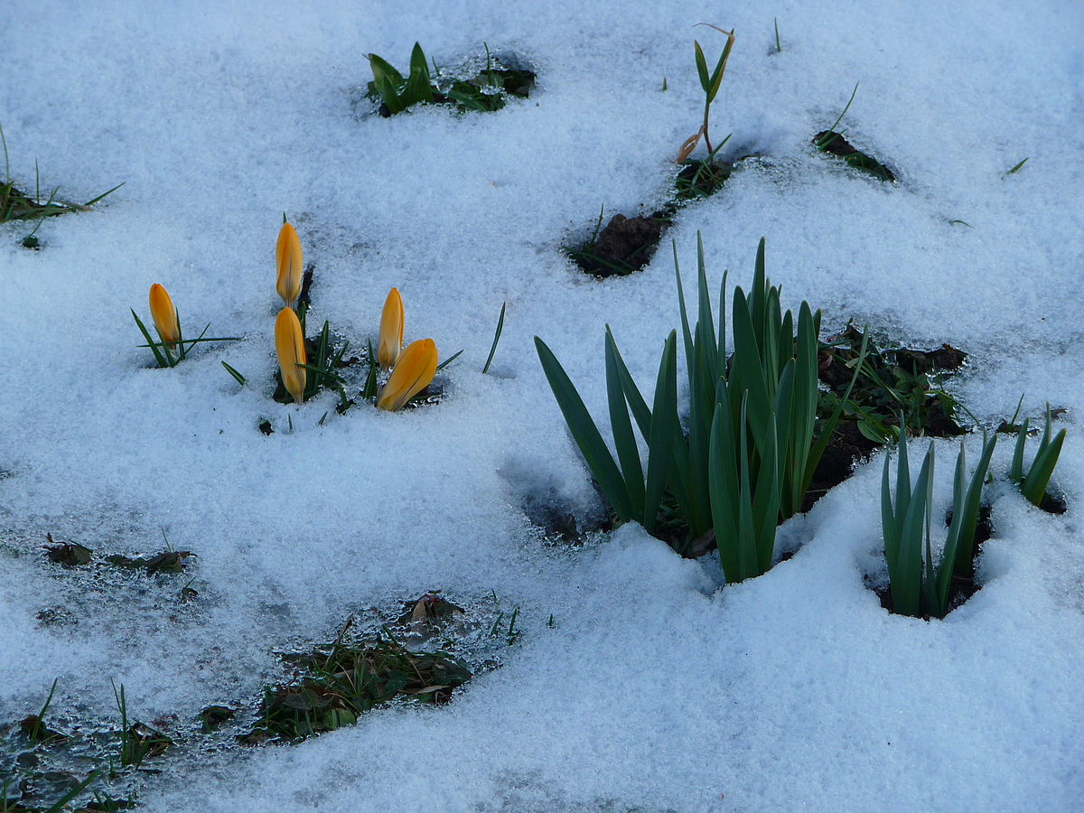 Frühlingsblumen_im_Schnee.JPG