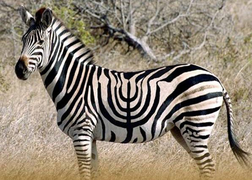 Hannakuh Zebra.jpg