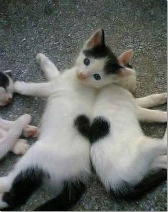 Heart - Kitties.jpg