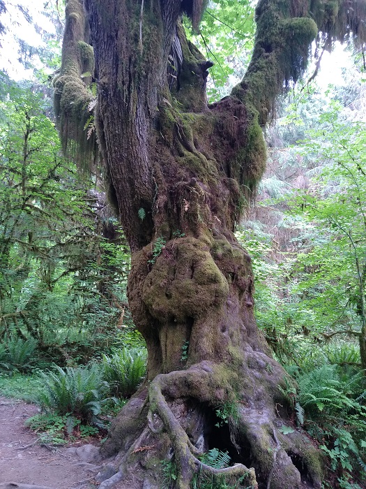 Hoh Tree.jpg