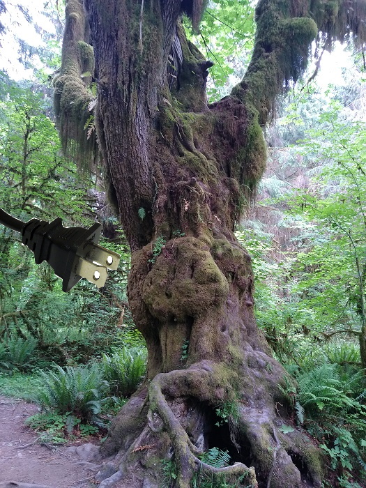 Hoh Tree_0.jpg