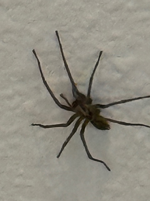 IMG_4139.jpeg