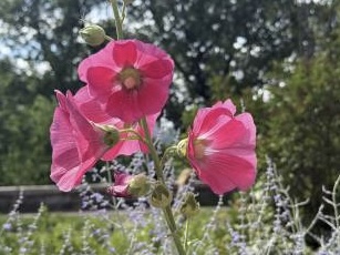 IMG_5283.jpeg