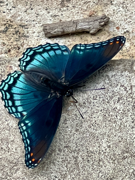 IMG_6175.jpeg