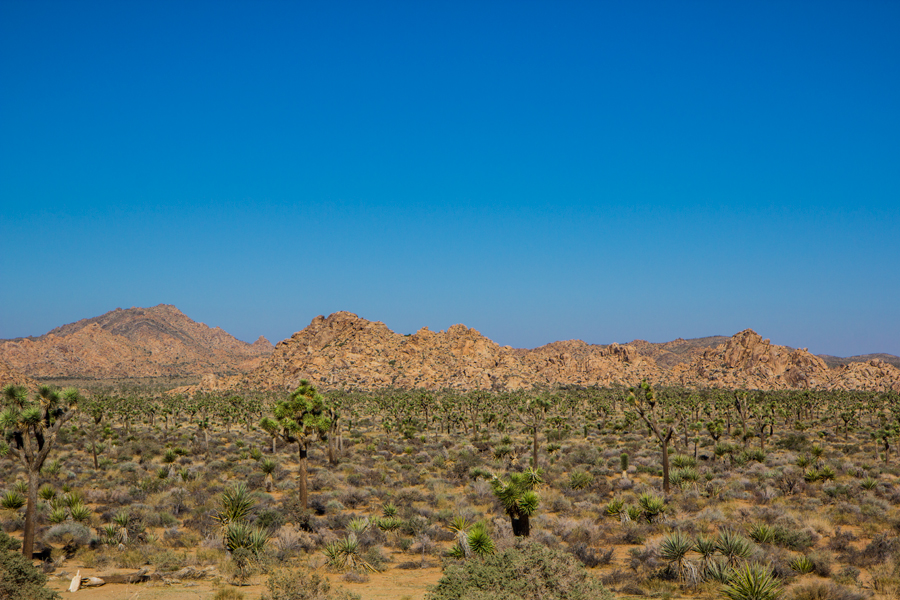 Joshua-Tree-Landscape.jpg