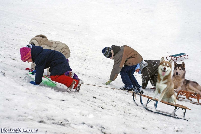 Kids-Pulling-Dogs-on-Sleds--45194.jpg