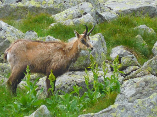 Mountain Antelope II.JPG