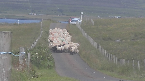 Orkeny Island Traffic Jam.jpg