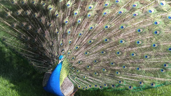 Peacock.jpg