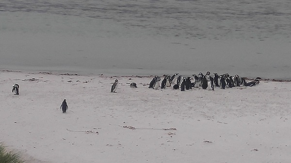 Penguins in a minefield.jpg