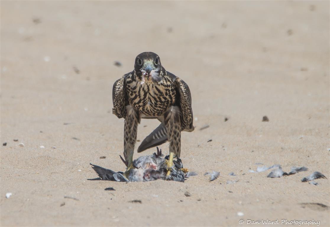 Peregrin Falcon Eating A Pigeon-02 (Medium).jpg