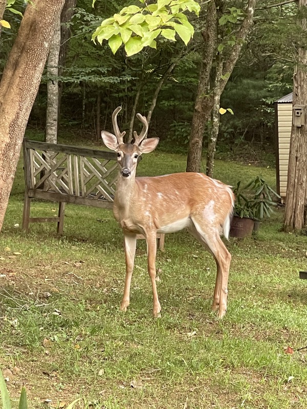 Piebald 081026.jpeg