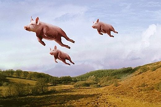 Pigs Flying.jpg