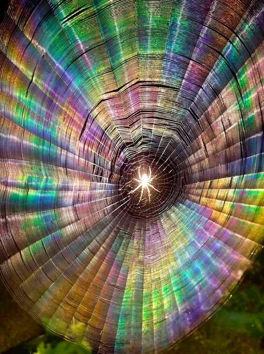 Rainbow Spiderweb.jpg