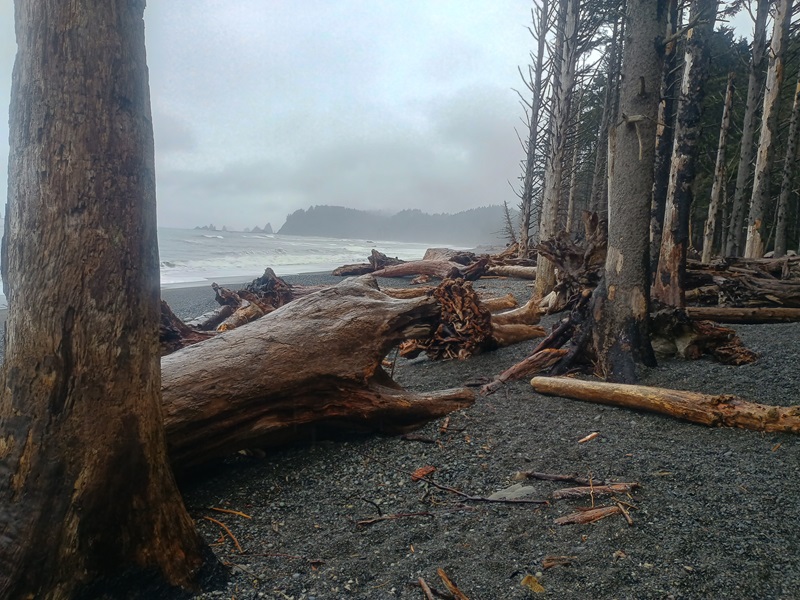 Rialto Beach 2026.jpg