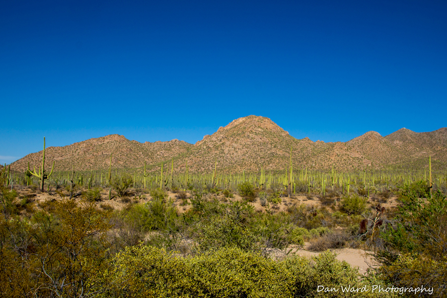 Saguaro-Landscape-01.jpg