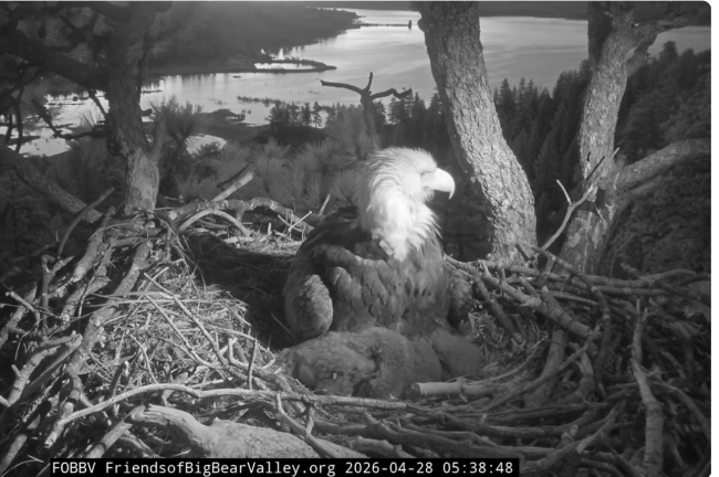 Screenshot 2026-04-28 at 08-39-05 Big Bear Bald Eagle Live Nest - Cam 1 - YouTube.png