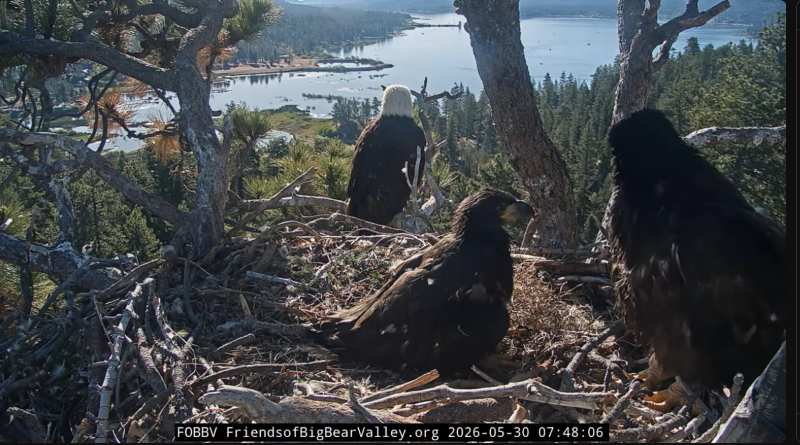 Screenshot 2026-05-30 at 10-48-27 Big Bear Bald Eagle Live Nest - Cam 1 - YouTube.png