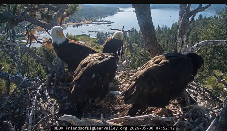Screenshot 2026-05-30 at 10-52-32 Big Bear Bald Eagle Live Nest - Cam 1 - YouTube.png