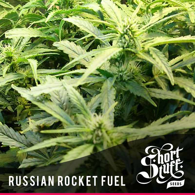 Short_Stuff_Next_Gen_Russian_Rocket_Fuel_0.jpg