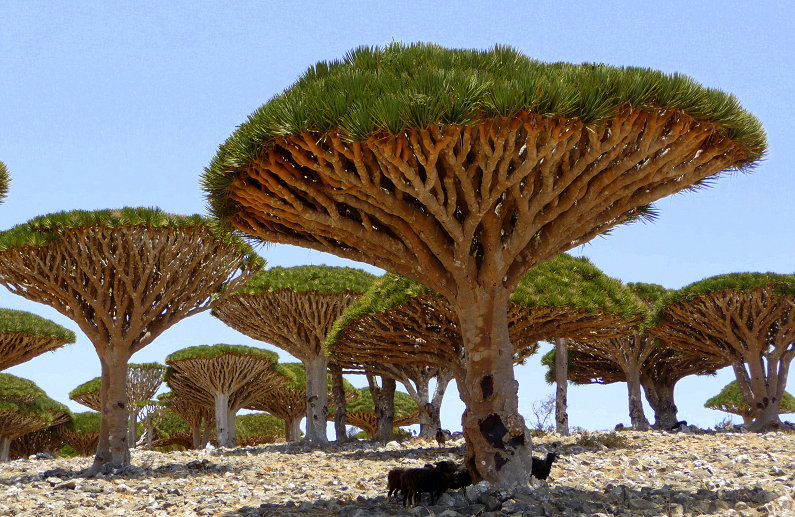 Socotra1.jpg
