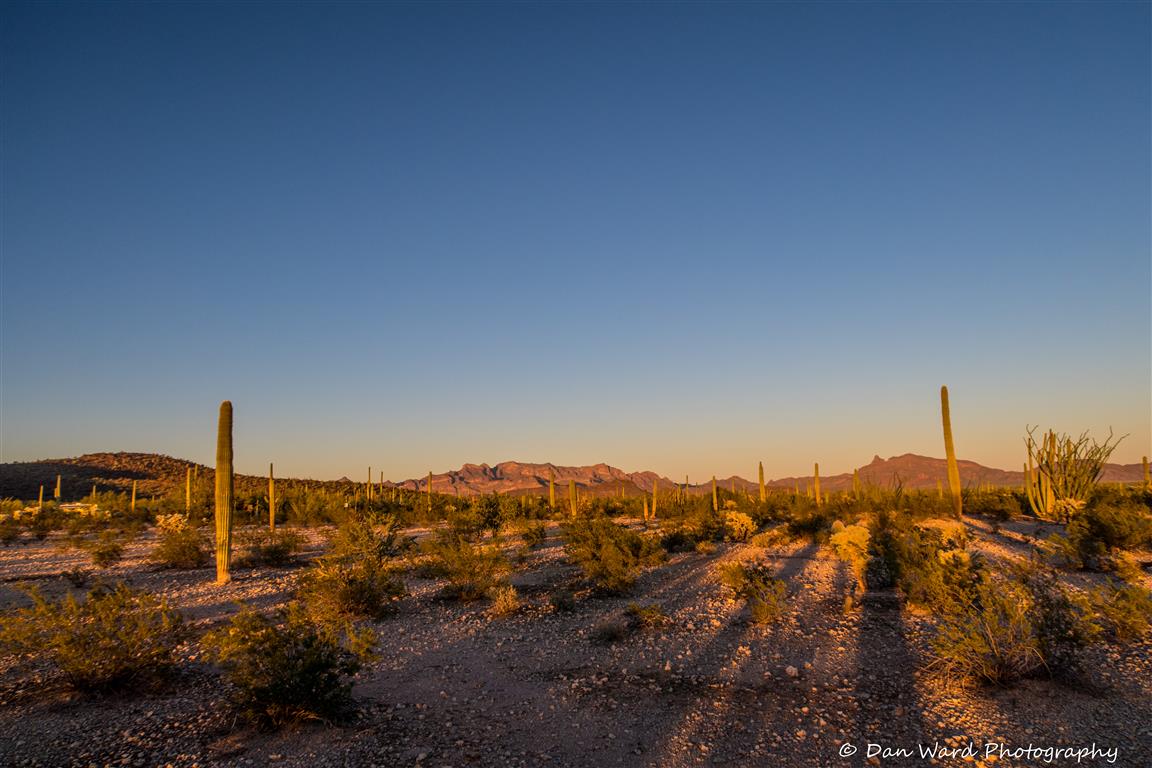 Sunset On The Desert Floor-02 (Medium).jpg