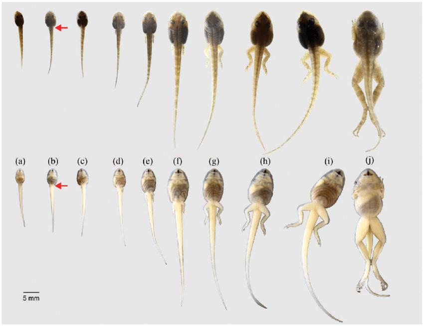 Tadpole-stages-a-Stage-25-b-g-Stages-between-31-and-38-h-i-stages-between-39_0.png