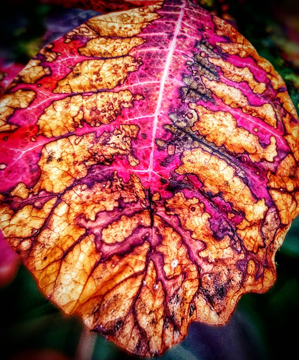 Trippy Leaf.jpg