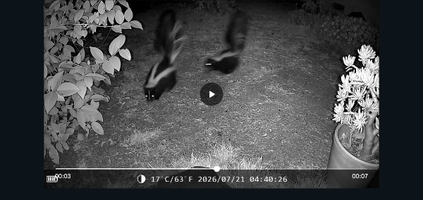 TwoSkunks_0.jpeg