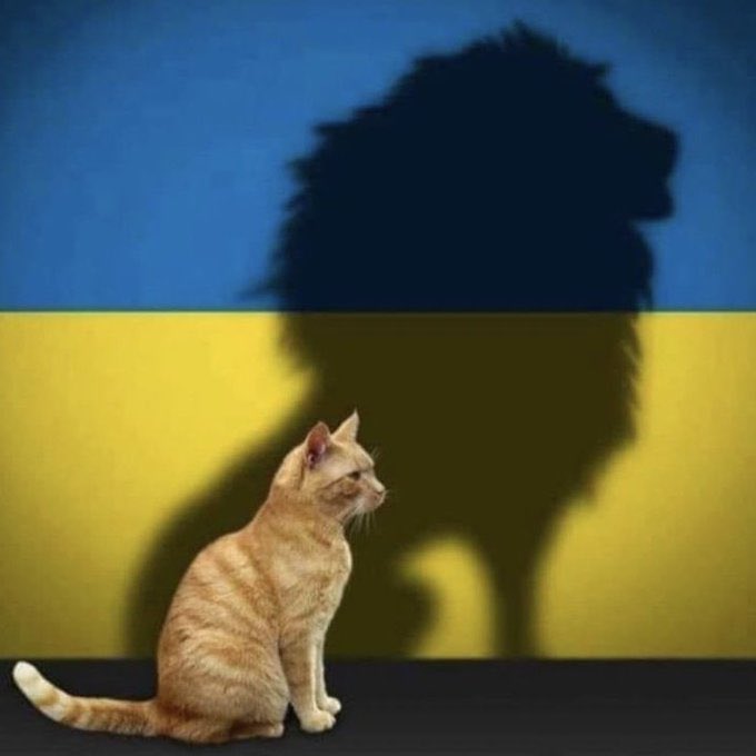 Ukraine Cat.jpg