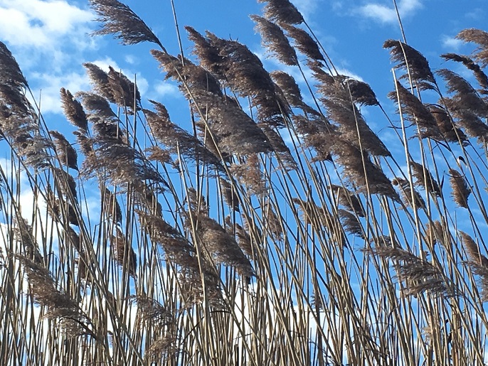West Islip 01 2018 The Reeds.jpg