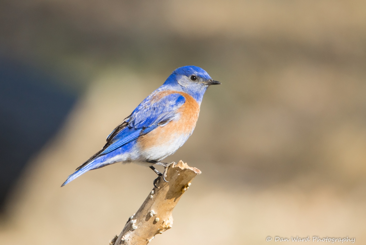 Western Bluebird.jpg