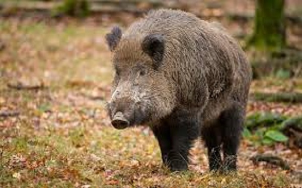 Wild Boar.jpg