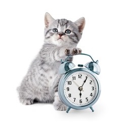 adorable-kitten-alarm-clock-260nw-153623129.jpg