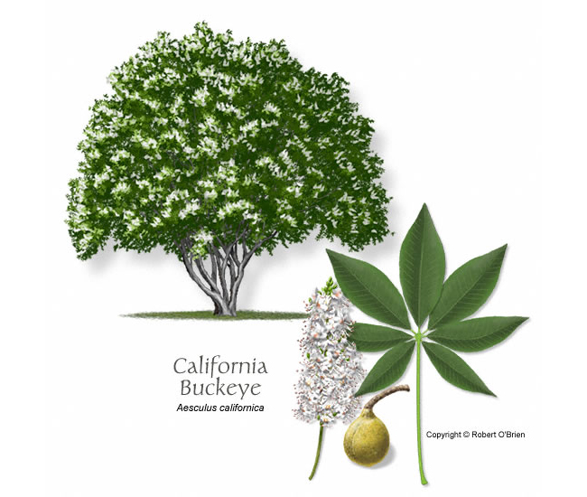 aesculus-californica-buckeye-california-ro.jpg