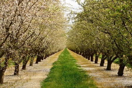 almond-grove-central-california.jpg