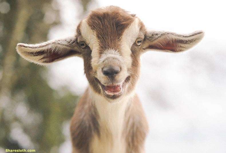 babegoat.jpg