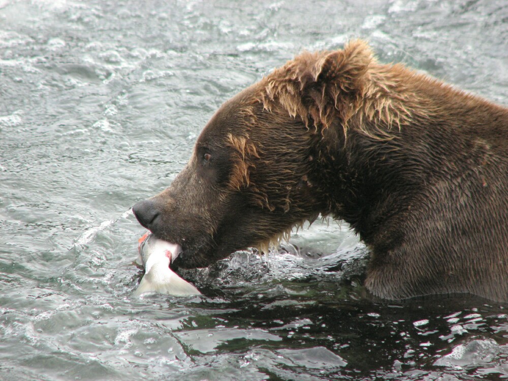 bear eating 3.jpg