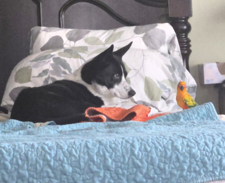 bed1.jpg