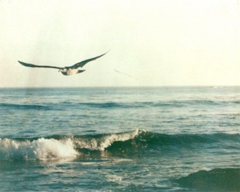 bird.jpg