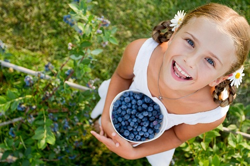 blueberries-blueberry-picking-child-picking-blueberries_0.jpg