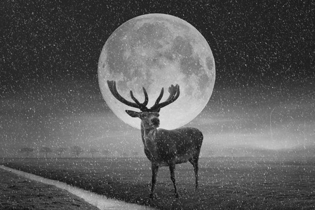 buck-moon-792259.jpg