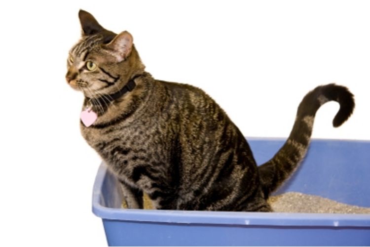 cat (2).jpg